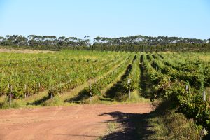 Weinreben in Südafrika vom Wein-Shop Cranefields