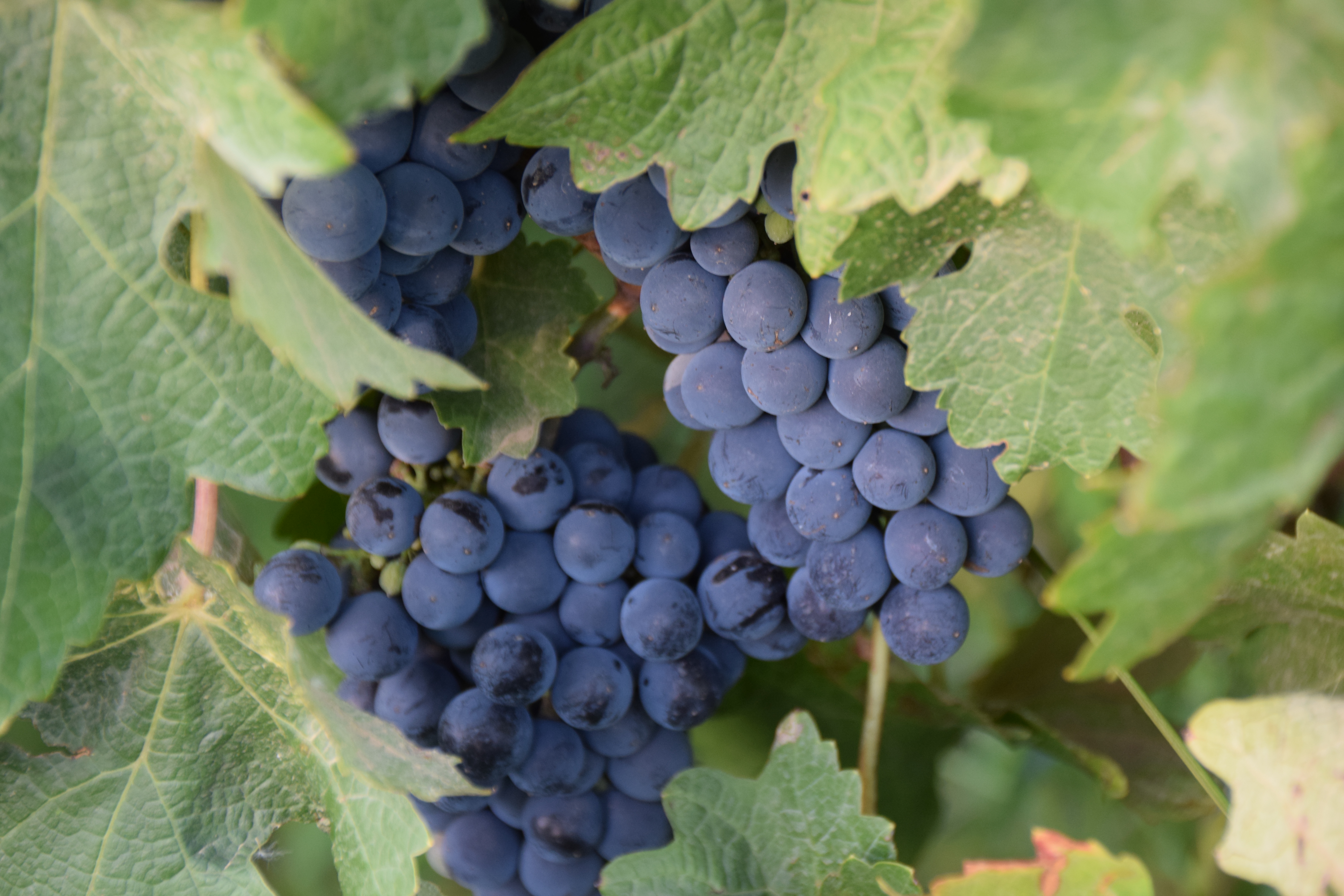 Weintrauben vom Rotwein im Wein-Shop Südafrika