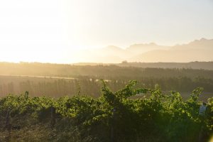 Weinreben vom Weingut Cranefields in Südafrika