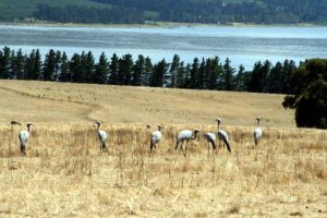 Paradieskranich blue crane Cranefields