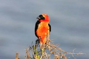 Red Bishop Cranefields