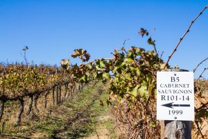 Cabernet Sauvignon in Südafrika auf dem Weingut Cranefields