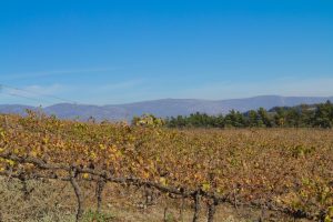 Wein auf dem Weingut Cranefields in Südafrika